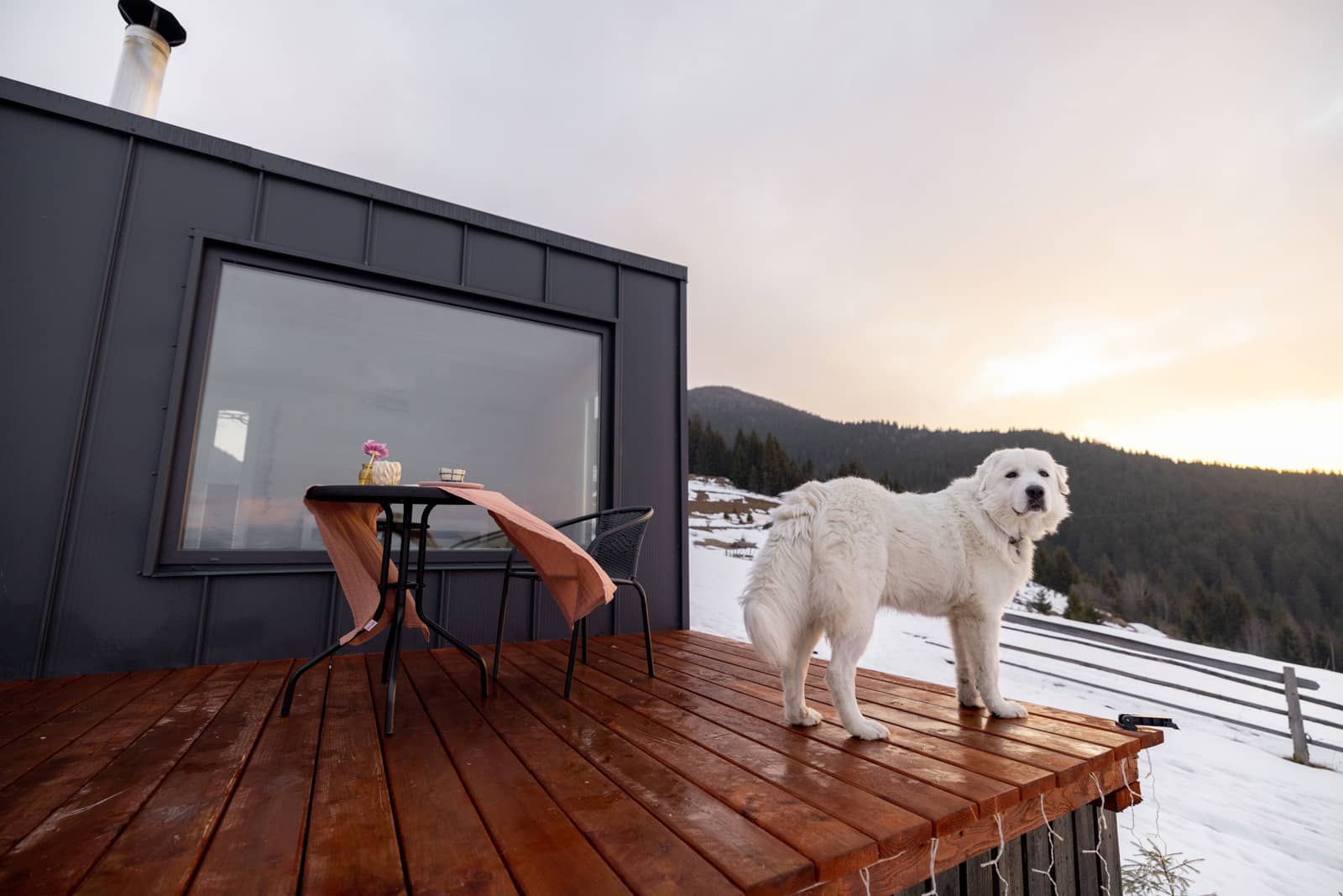 dog infront of tiny house